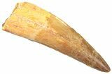 Fossil Spinosaurus Tooth - Real Dinosaur Tooth #361278-1
